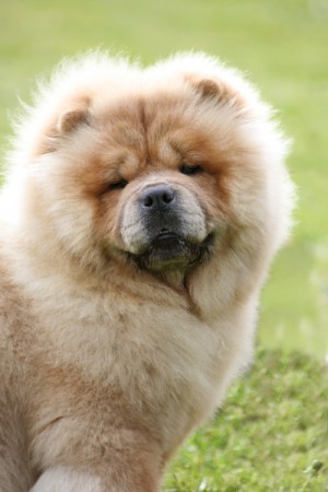 Chow Chow