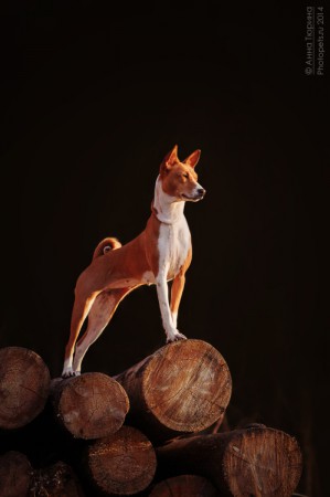Basenji