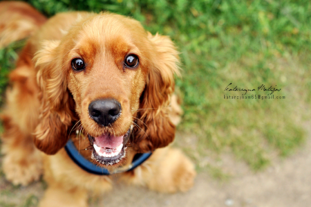 Angol Cocker Spániel 