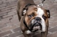 /album/fenykepgaleria/boston-bulldog-by-omega300m-jpg/